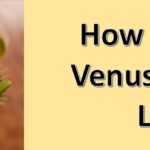 How Long Do Venus Flytraps Live