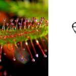 How Long Does It Take For Sundews to Close?