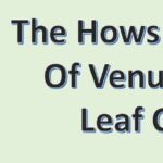 Venus Flytrap Curled Leaves