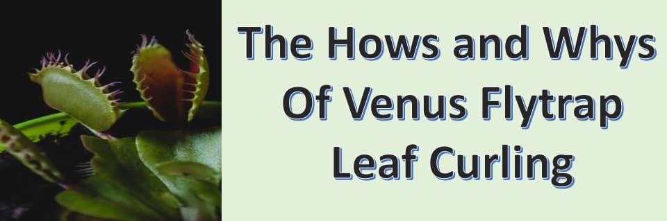 Venus Flytrap Curled Leaves