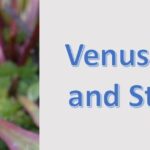 What Happens if Venus Flytraps Do Not Eat?