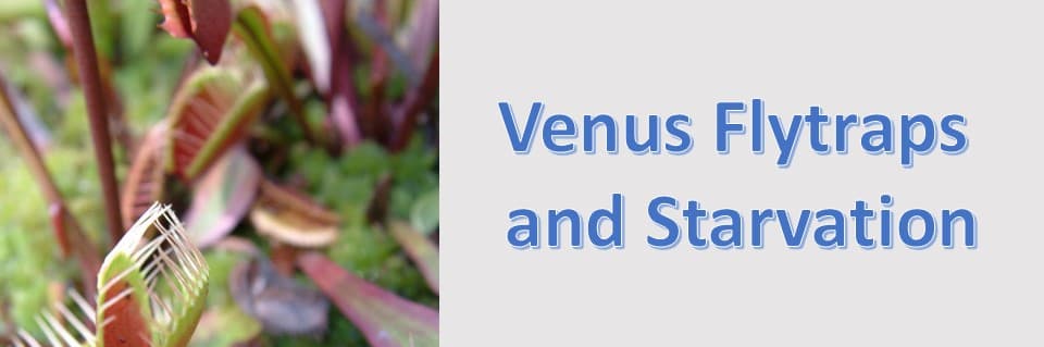 What Happens if Venus Flytraps Dont Eat