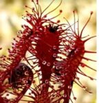 Why Your Sundew has No Dew