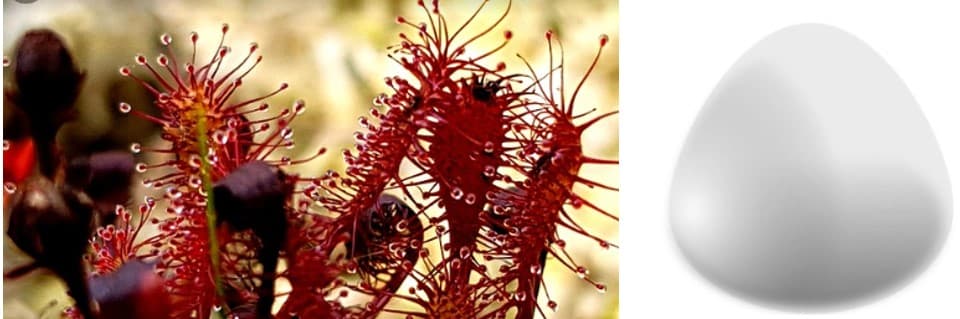 Why Your Sundew has No Dew