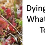 Why is My Sundew Dying?