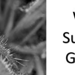Why is My Sundew Going Black?