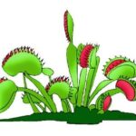 Why is My Venus Flytrap So Small?