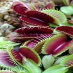 Why is My Venus Flytrap Turning Red?