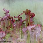 Are Pitcher Plants Poisonous