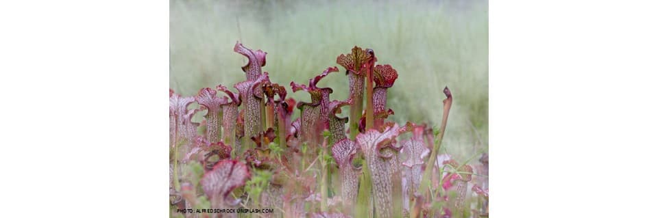 Are Pitcher Plants Poisonous