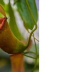 Can I Feed My Pitcher Plant Dead Bugs