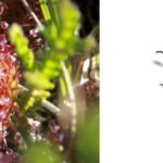 Can Sundews Eat Ants