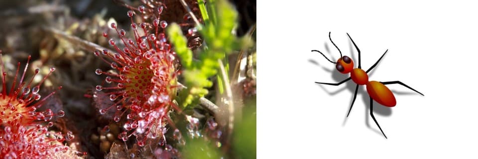 Can Sundews Eat Ants