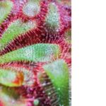 Can Sundews Eat Humans