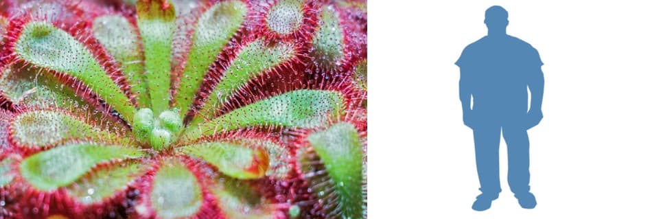 Can Sundews Eat Humans