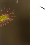 Do Sundews Attract Flies