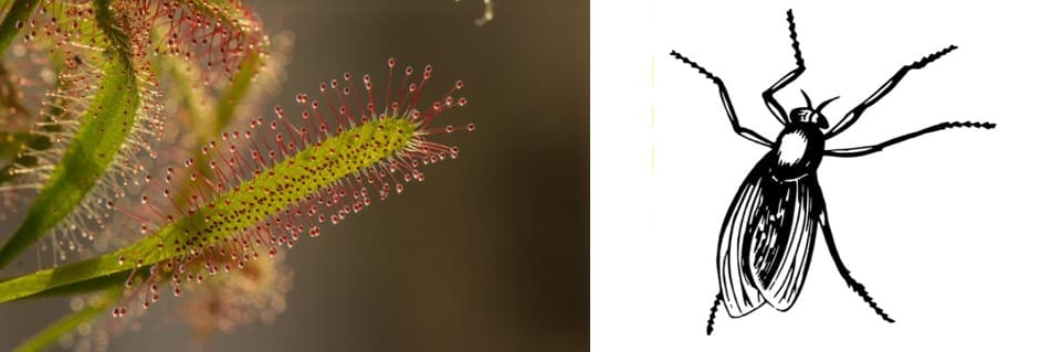 Do Sundews Attract Flies