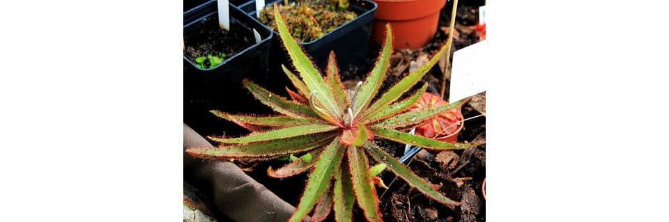 Drosera Adelae Care Lance Leaf Sundew