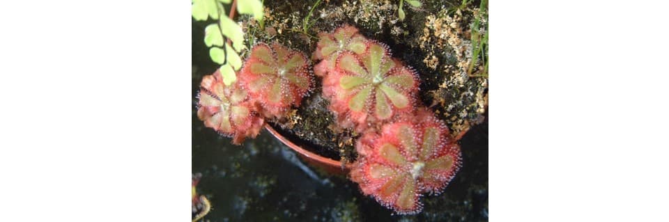 Drosera Aliciae Care Alice Sundew