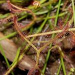 Drosera Binata Care Forked Sundew