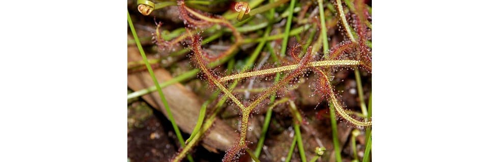 Drosera Binata Care Forked Sundew