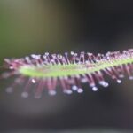 Drosera Capensis Care | Cape Sundew