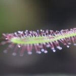 Drosera Capensis Care Complete Guide