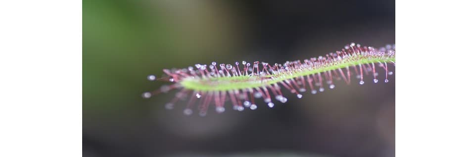 Drosera Capensis Care Complete Guide