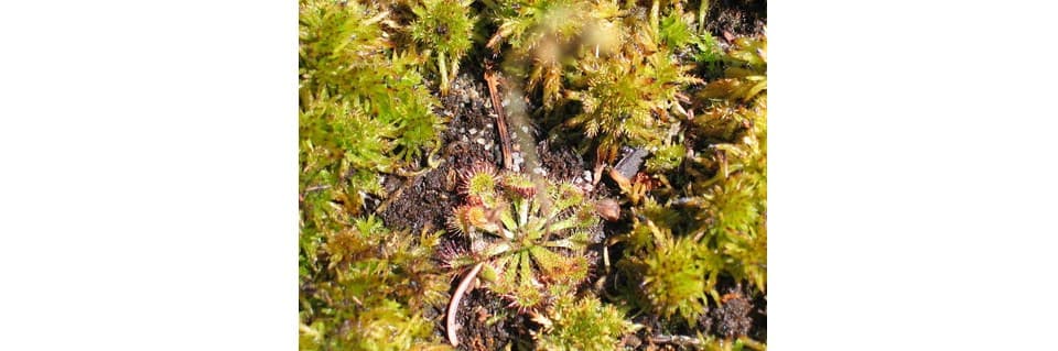 Drosera Capillaris Care Pink Sundew