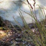 Drosera Filiformis Care