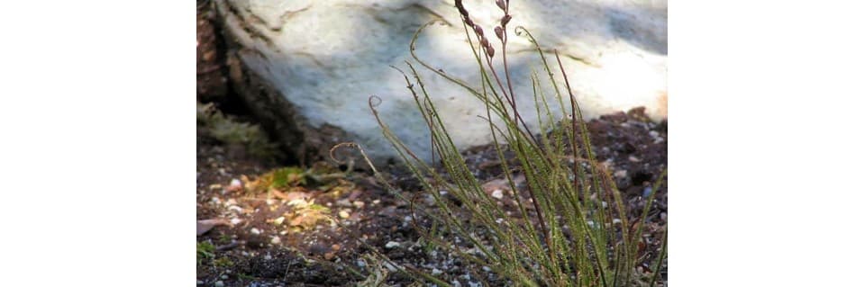 Drosera Filiformis Care