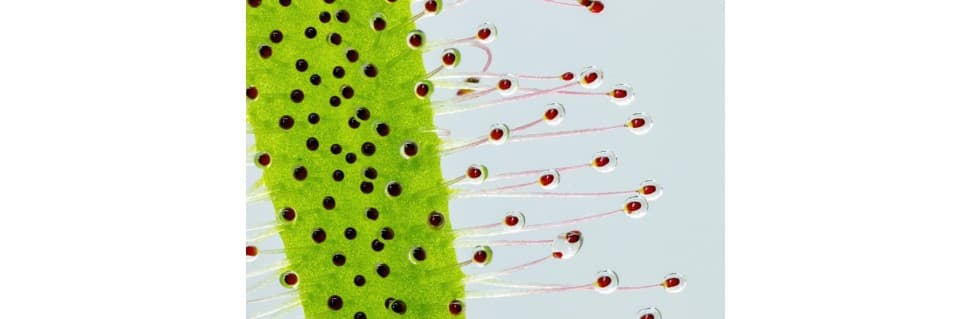 Drosera Indica Care