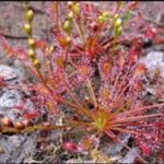 Drosera Intermedia Care