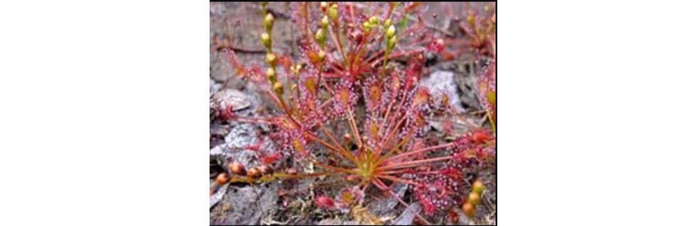 Drosera Intermedia Care