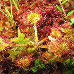 Drosera Rotundifolia Care Round Leaved Sundew