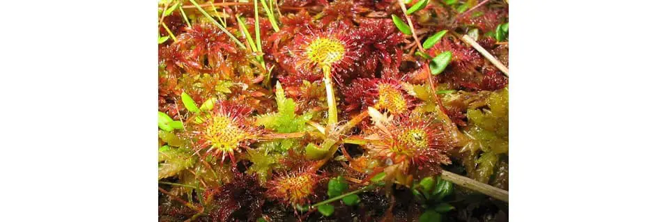 Drosera Rotundifolia Care Round Leaved Sundew