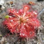 Drosera Spatulata Care Spoon Leaved Sundew