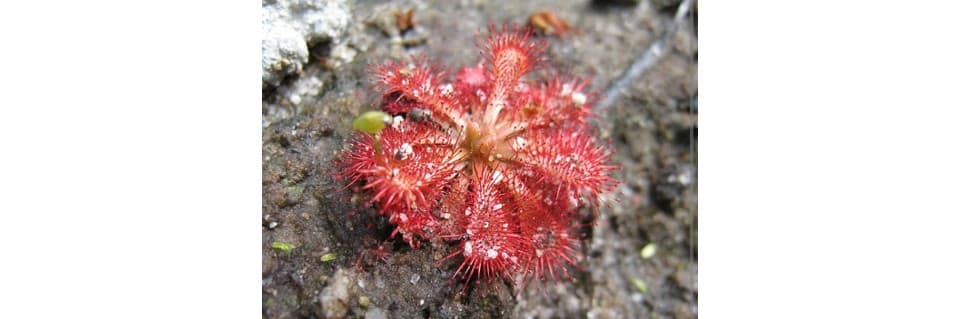 Drosera Spatulata Care Spoon Leaved Sundew