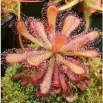 Drosera Venusta Care