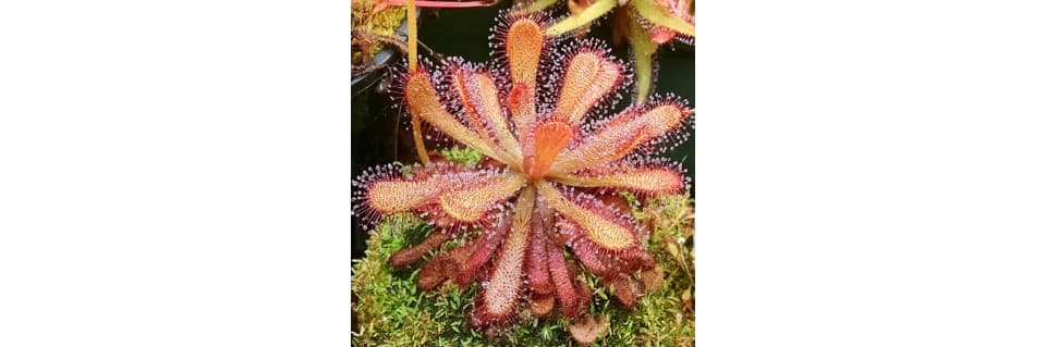 Drosera Venusta Care