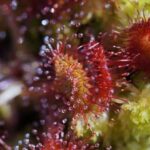 How Do You Make Sundews Grow Faster