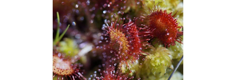 How Do You Make Sundews Grow Faster