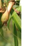 How Long Do Pitcher Plants Live