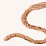 Can Pitcher Plants Eat Worms?