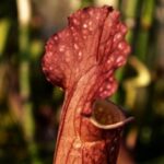 Can Pitcher Plants Survive Winter