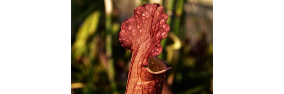 Can Pitcher Plants Survive Winter