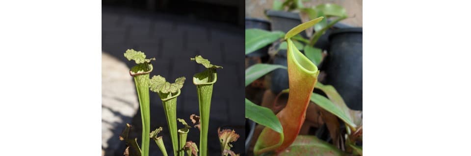 Do Pitcher Plants Come Back Every Year