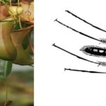 Do Pitcher Plants Eat Gnats