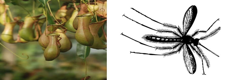 Do Pitcher Plants Eat Gnats