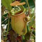 Do Pitcher Plants Eat Spiders?